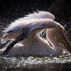 Sparkling pelican