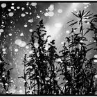 sparkling raindrops 1