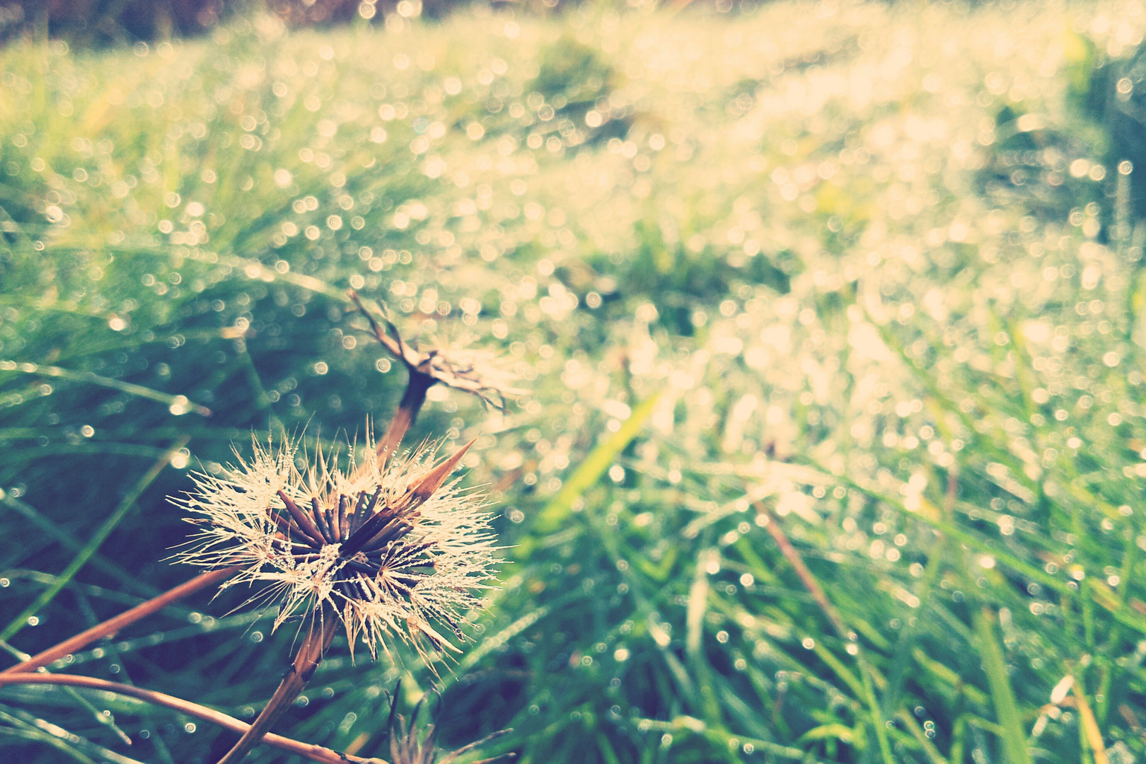 sparkling raindrops