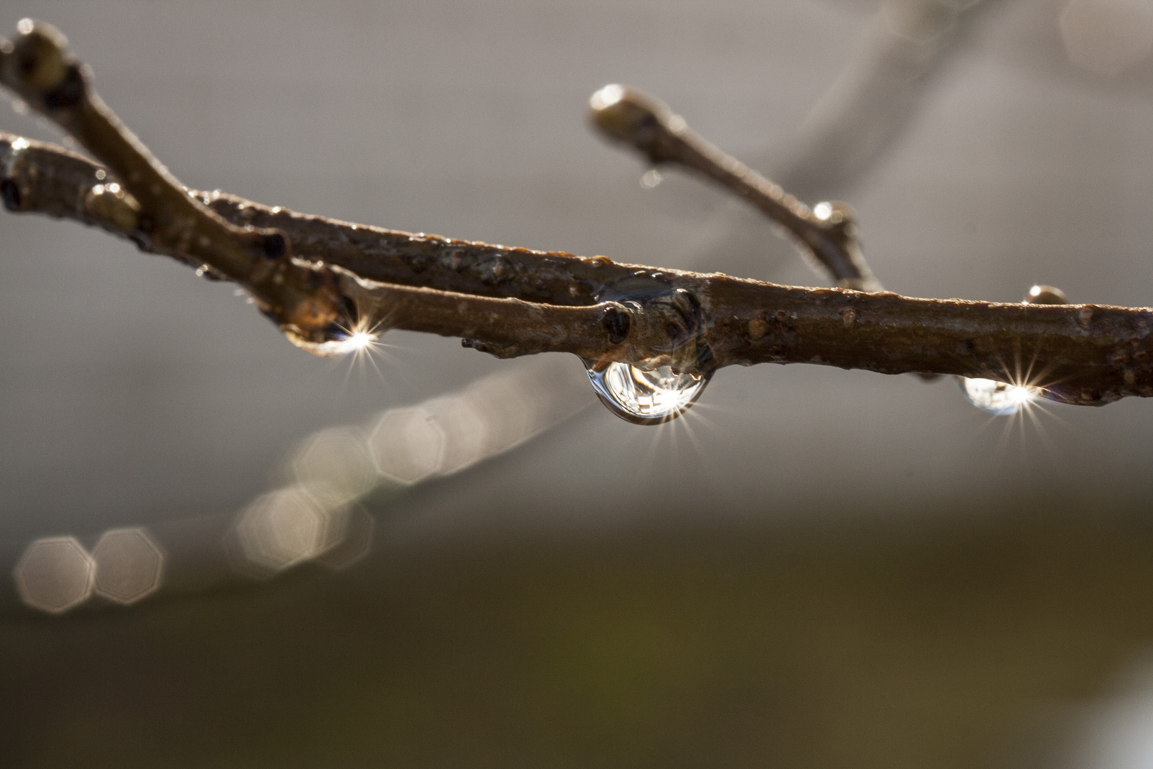 sparkling raindrops