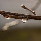 sparkling raindrops