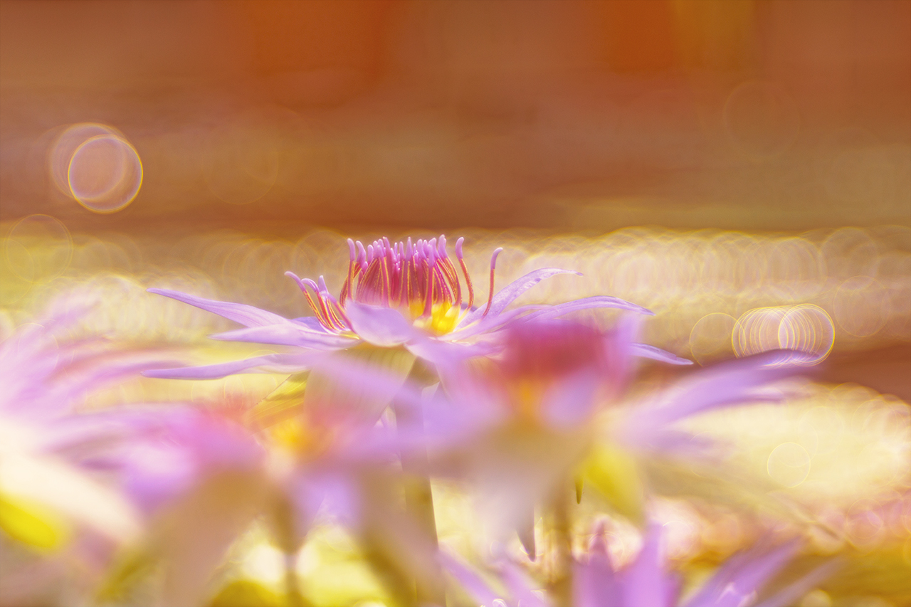 Sparkling water lily