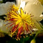 Sparmannia africana