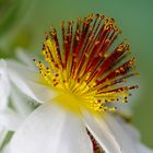 Sparmannia Africana