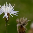 Sparrige Flockenblume (Centaurea diffusa).