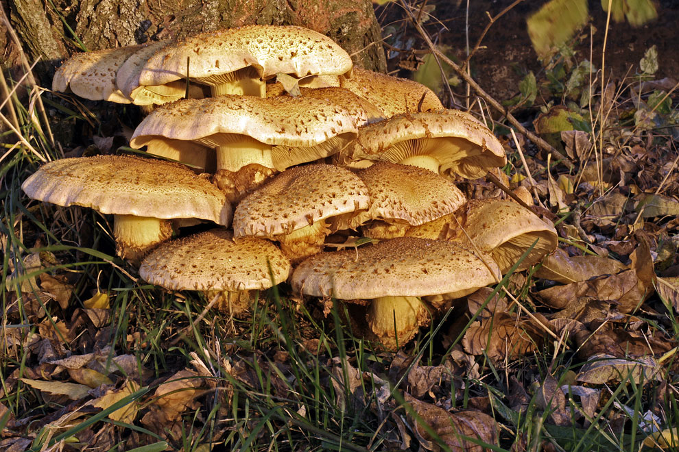 Sparriger Schüppling..