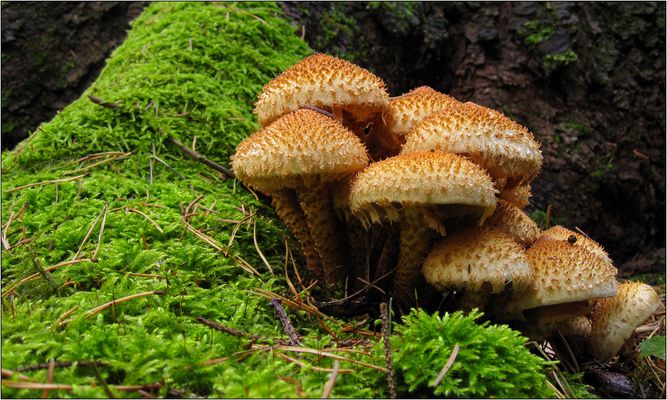 Sparriger Schüppling