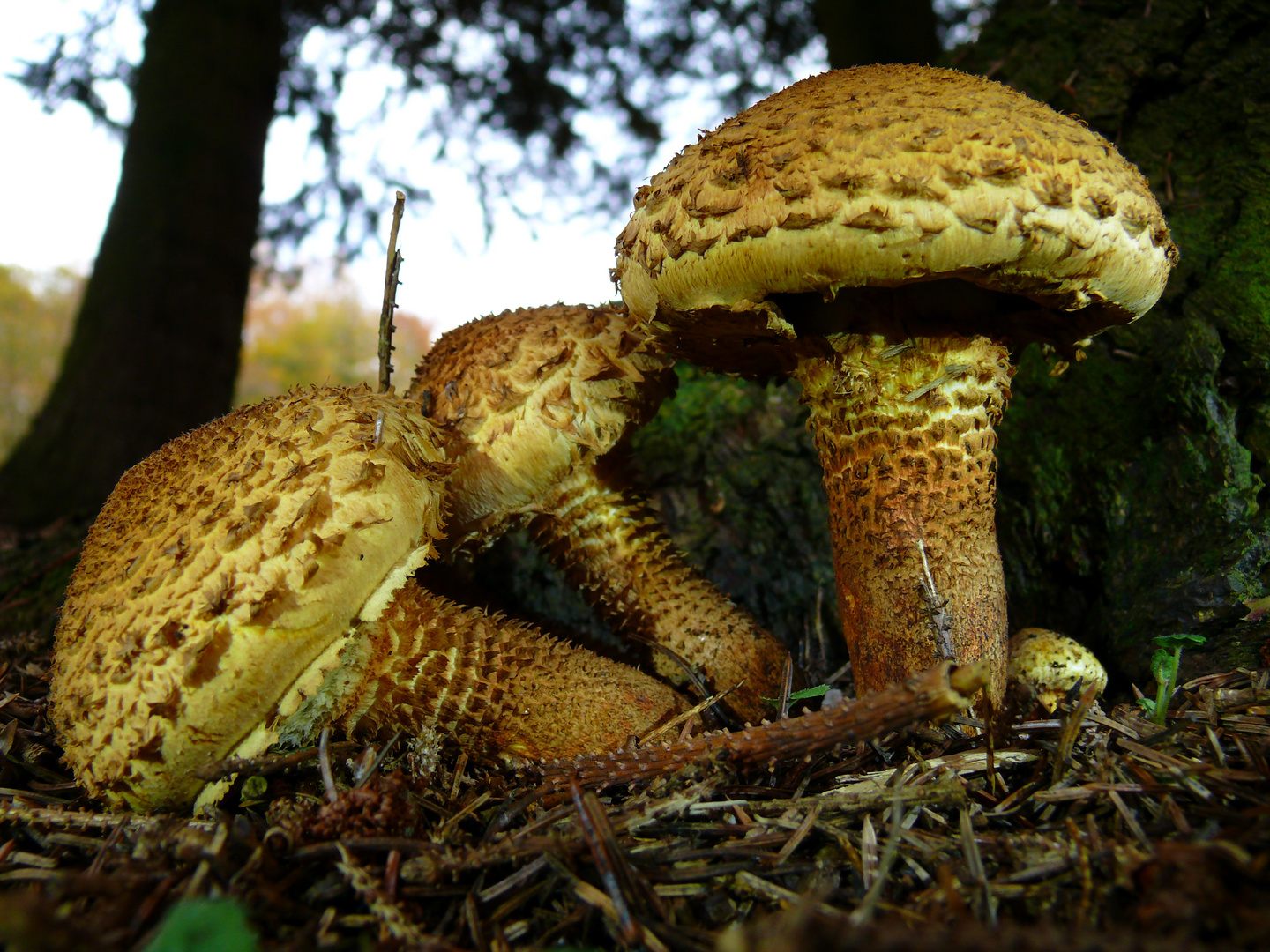 Sparriger Schüppling - Harz