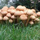 Sparriger Schüppling (Pholiota spuarrosa)