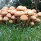 Sparriger Schppling (Pholiota spuarrosa)