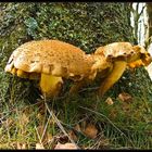 Sparriger Schüppling (Pholiota squarrosa)