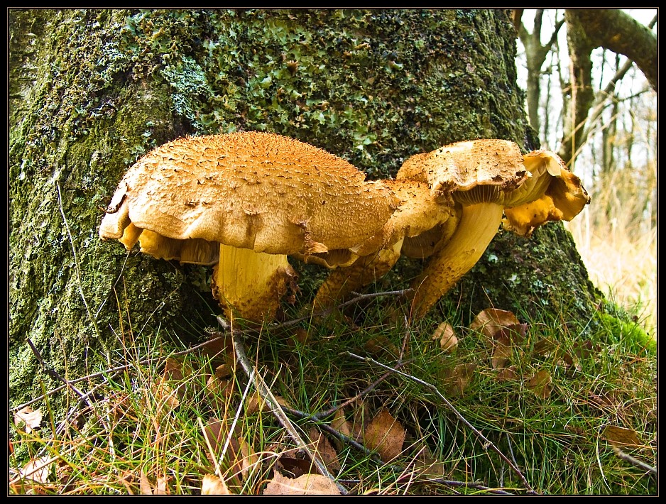 Sparriger Schüppling (Pholiota squarrosa)