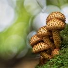 Sparriger Schüppling (Pholiota squarrosa)