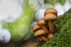 Sparriger Schüppling (Pholiota squarrosa)