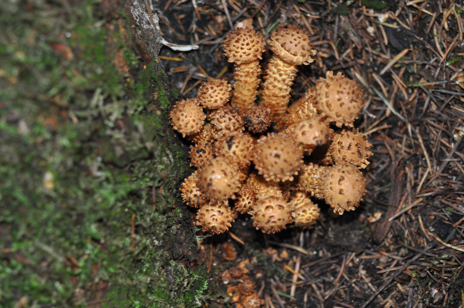 Sparriger Schüppling, Pholiota squarrosa