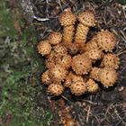 Sparriger Schüppling, Pholiota squarrosa