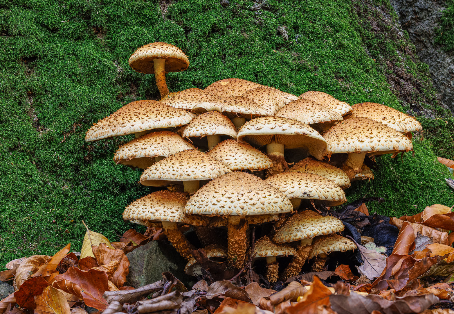 Sparriger Schüppling (Pholiota squarrosa)