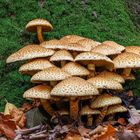 Sparriger Schüppling (Pholiota squarrosa)