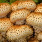 Sparriger Schüppling (Pholiota squarrosa)