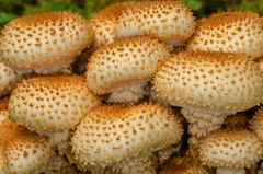 Sparriger Schüppling (Pholiota squarrosa)