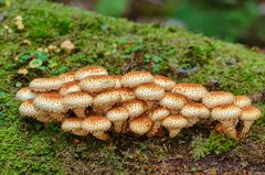 Sparriger Schüppling (Pholiota squarrosa)