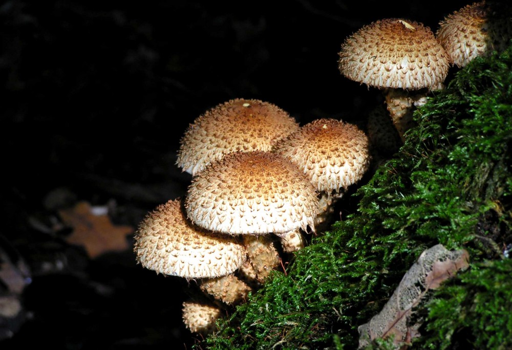 Sparriger Schüppling (Pholiota squarrosa)