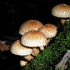 Sparriger Schüppling (Pholiota squarrosa)