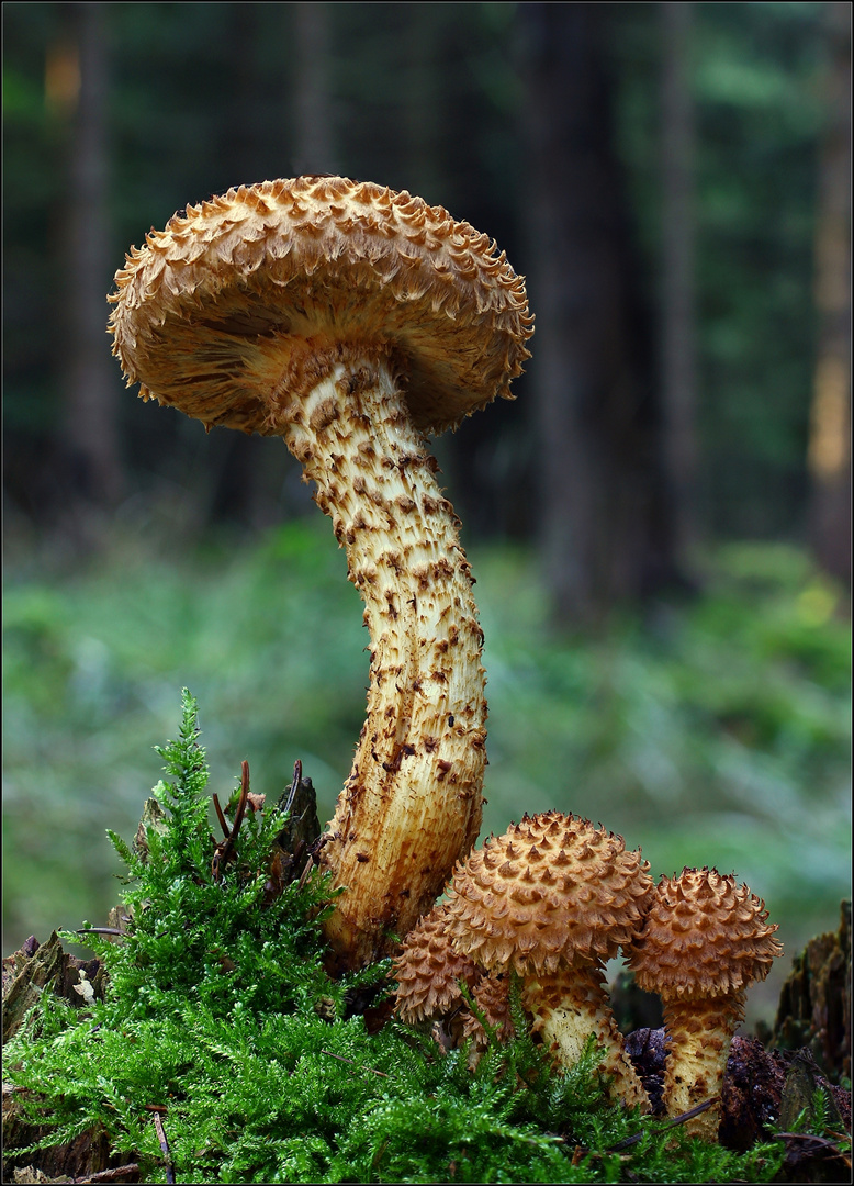 Sparriger Schüppling (Pholiota squarrosa)