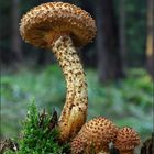 Sparriger Schüppling (Pholiota squarrosa)