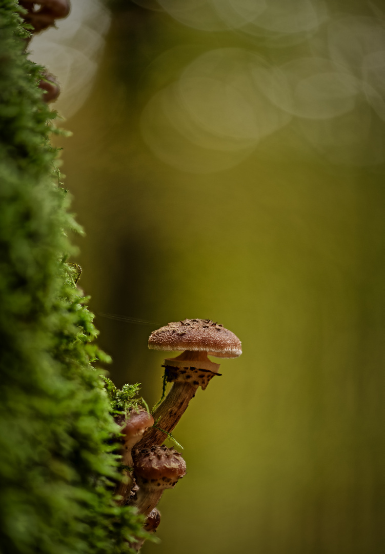 Sparriger Schüppling (Sigma 2.8/105 Makro)