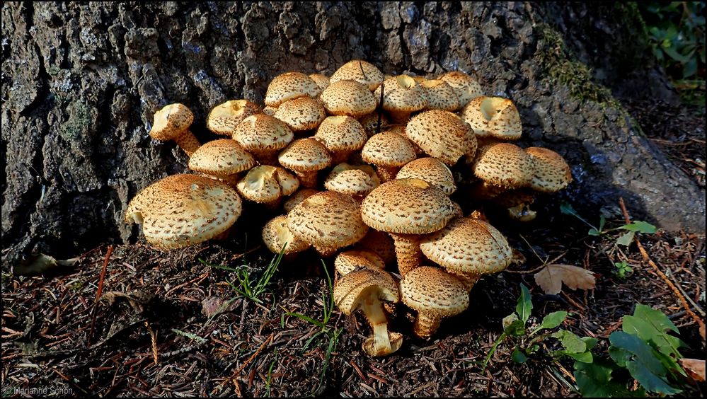 ...Sparriger Schüppling...Pholiota squarrosa...