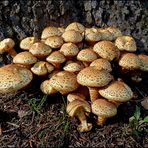 ...Sparriger Schüppling...Pholiota squarrosa...