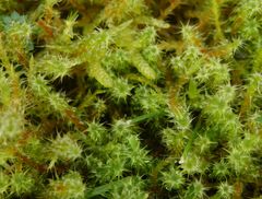 Sparriges Kranzmoos (Rhytidiadelphus squarrosus) im heimischen Garten