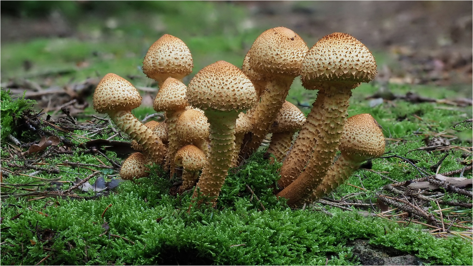 Sparriges Schüpplings - Grüppchen - Pholiota spuarrosa -