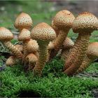 Sparriges Schüpplings - Grüppchen - Pholiota spuarrosa -