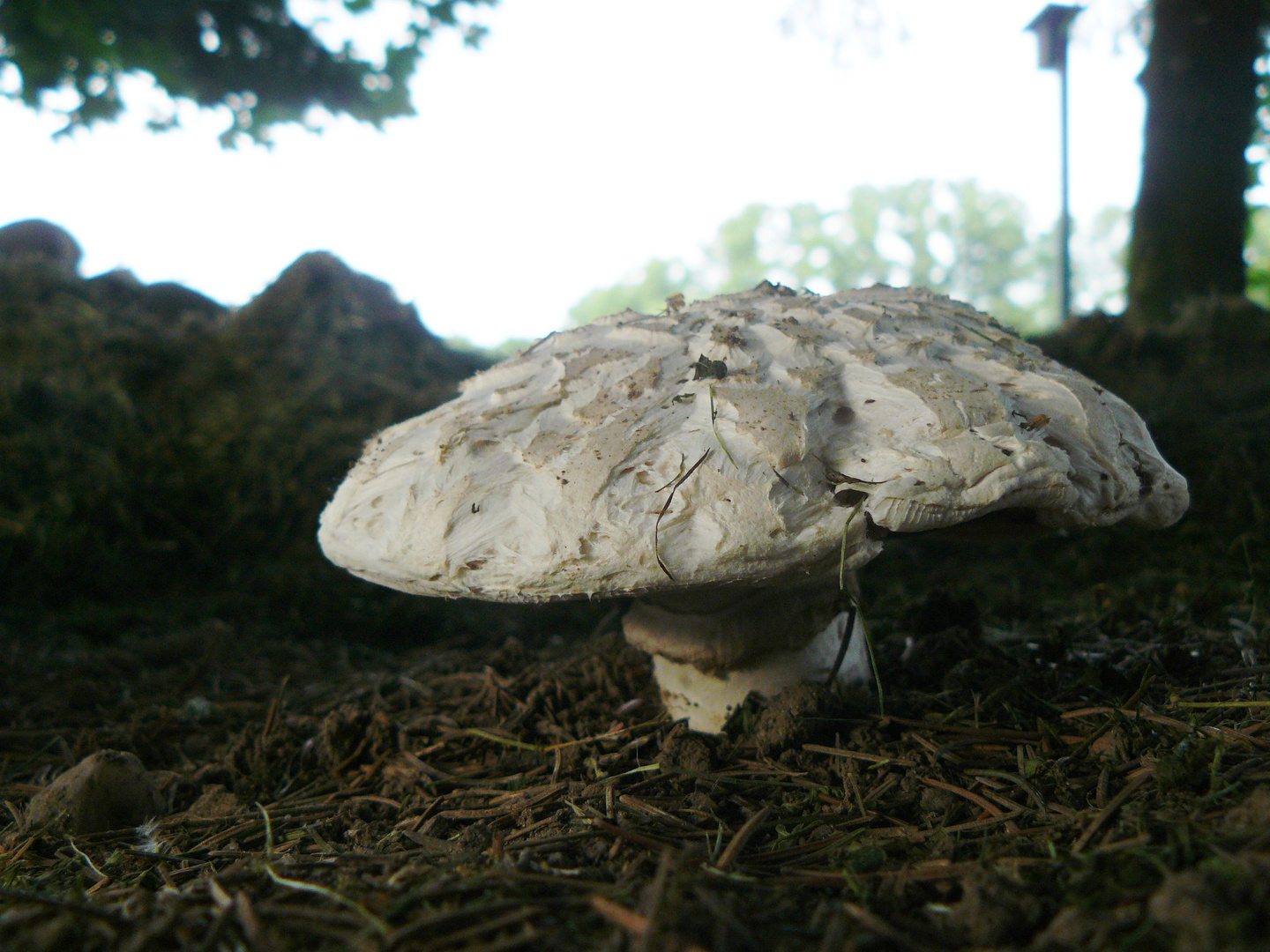 Sparrigschuppiger Champignon, Weißhaariger Champignon