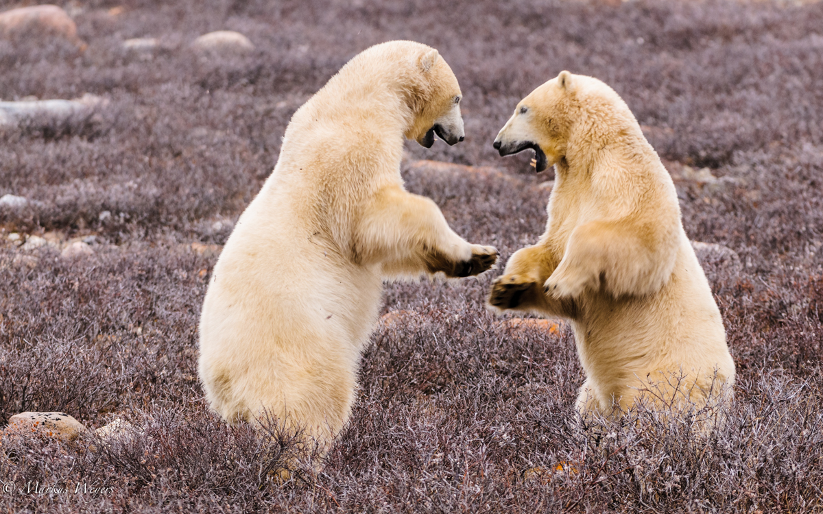 Sparring