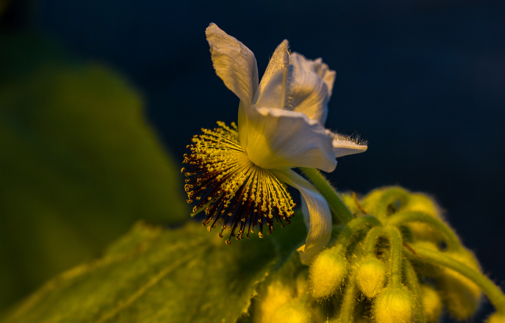 Sparrmannia africana