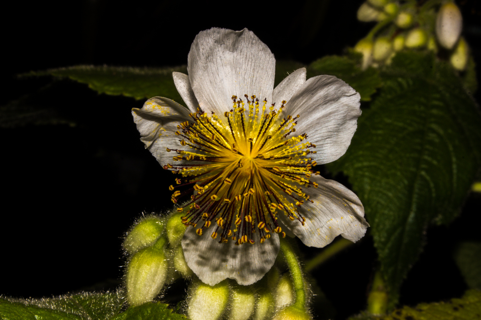 Sparrmannia africana