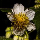 Sparrmannia africana