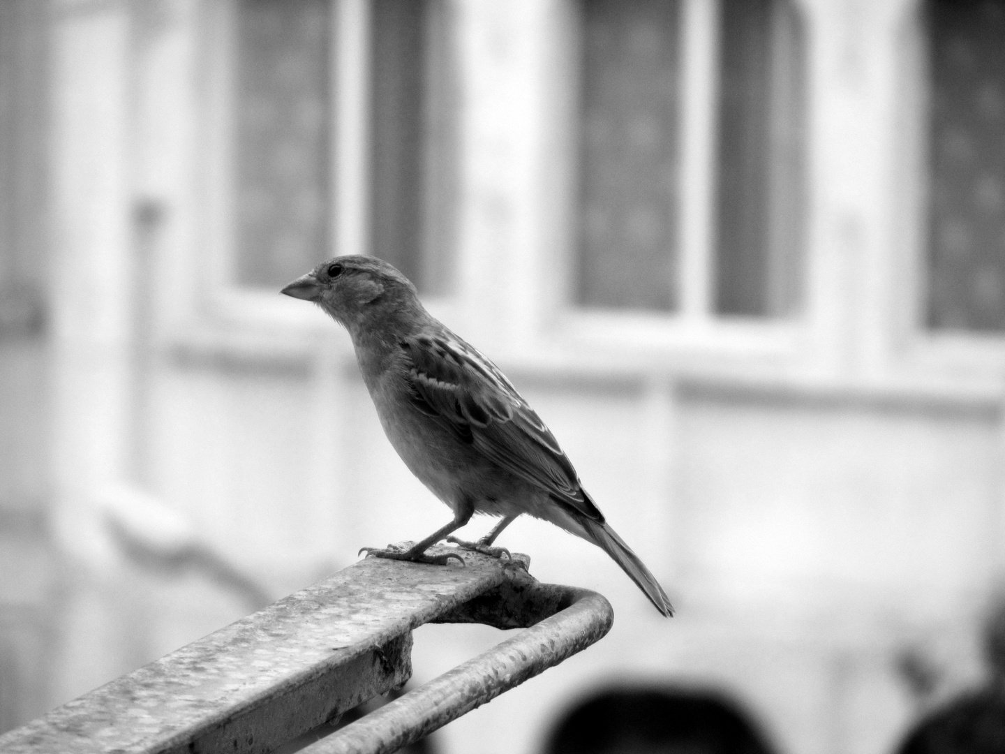 Sparrow