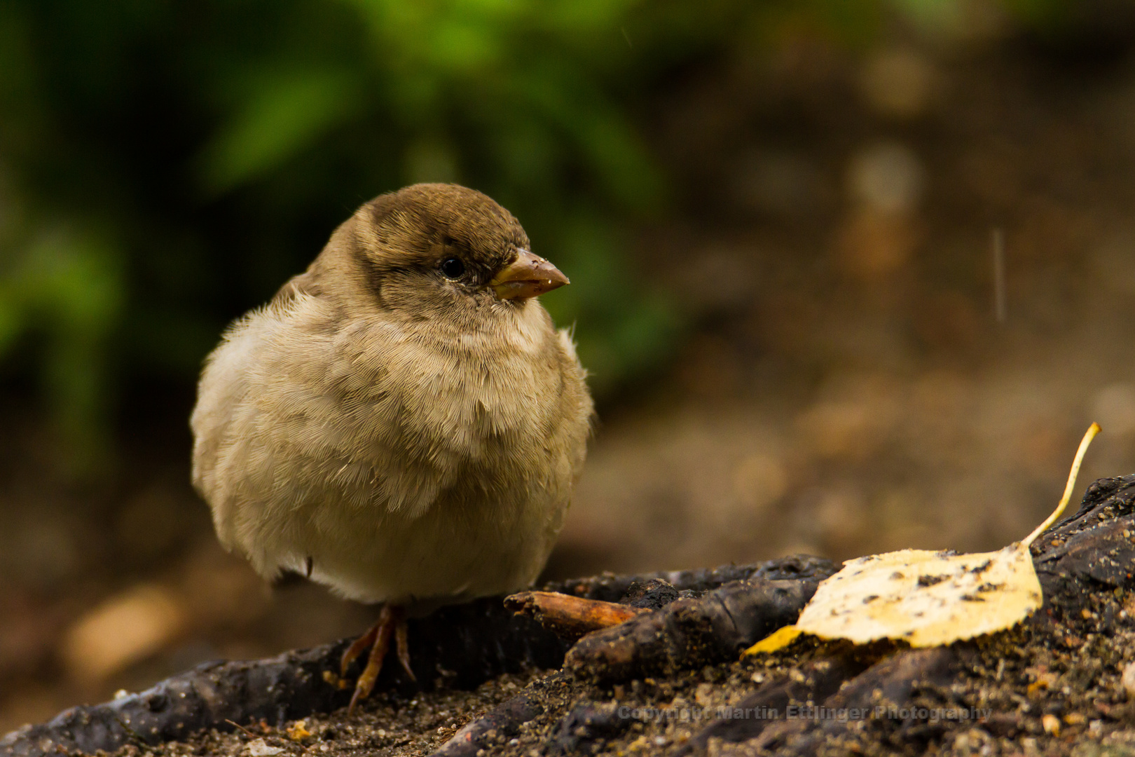 Sparrow 09092017 (2)