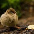 Sparrow 09092017 (2)