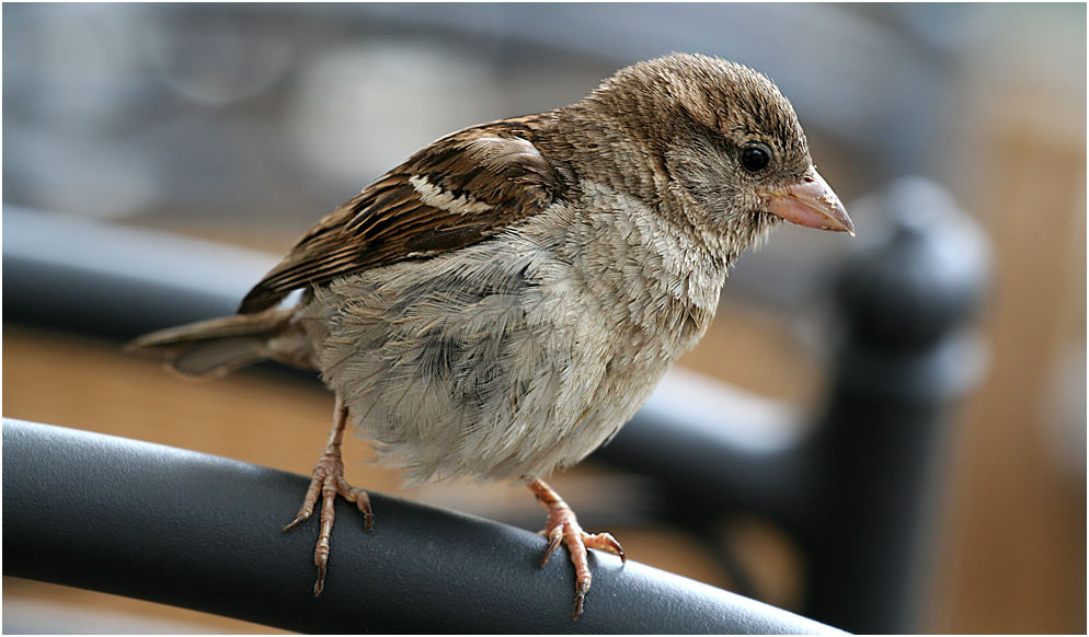 sparrow