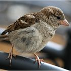 sparrow