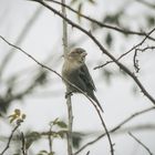 Sparrow