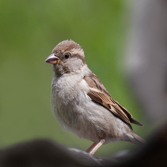 Sparrow