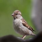 Sparrow