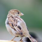 sparrow