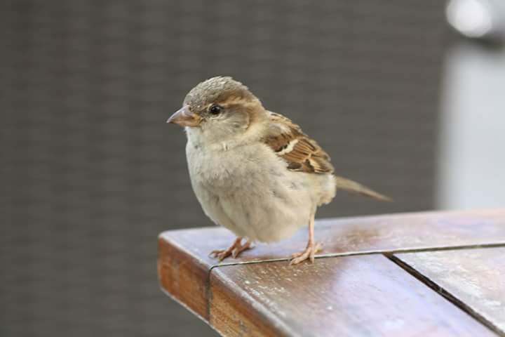 Sparrow 